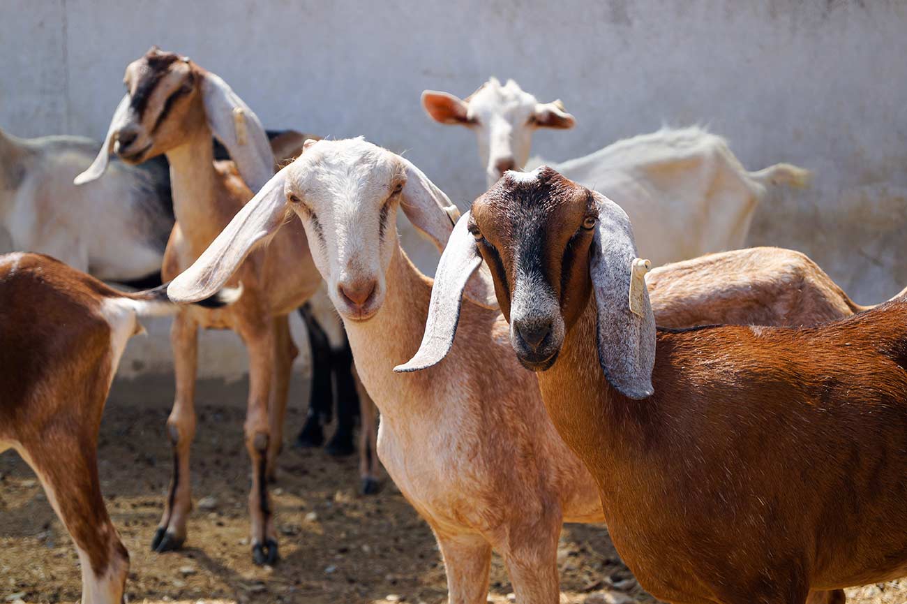 FAO’s PPR Secretariat and the WFF Innovation Labs launch first Transformative Research Challenge PPR Special Prize FAO’s PPR Secretariat and the WFF Innovation Labs launch first Transformative Research Challenge PPR Special Prize