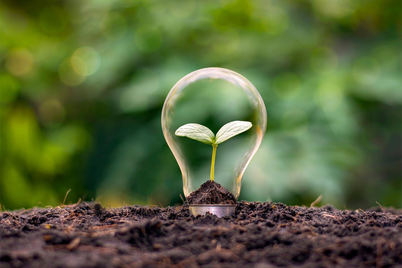 wff-Plant-in-lightbulb
